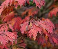 Acer japonicum 'Aconitifolium' - Japanse Esdoorn 'Aconitifolium' - 1