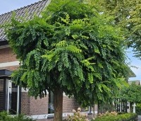 Robinia pseudoacacia 'Umbraculifera' - Bolacacia - 3