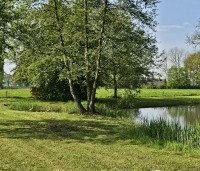Alnus glutinosa - Zwarte Els -  meerstam bij natuurvijver Ten Hoven Bomen in Vaassen voorjaar 2024
