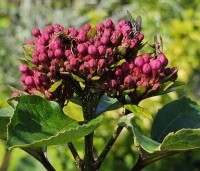 Clerodendrum Bungei - Pindakaasstruik, Kansenboom - 1