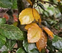 Fagus sylvatica 'Riversii' - Rode Beuk 'Riversii' - 3