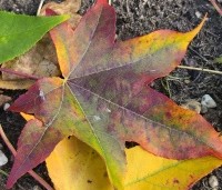Liquidambar styraciflua - Amberboom - 5