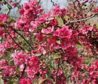 Malus 'Profusion' - Sierappel - 1