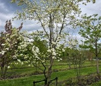 Cornus 'Eddie's White Wonder' - Grootbloemige kornoelje - 1