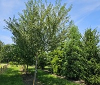 Prunus dom. 'Mirabelle de Nancy' - Prunus dom. 'Mirabelle de Nancy' - hoogstam boom