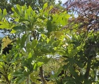 Fatsia Japonica - Groenblijvende japanse vingerplant - 1
