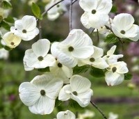 Cornus 'Eddie's White Wonder' - Grootbloemige kornoelje - 4