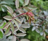 Rosa glauca - Struikroos - 1