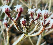 Cornus Stellar Pink