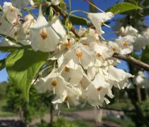 Halesia Carolina