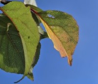 Prunus armeniaca 'Hongaarse' - Abrikoos 'Hongaarse' - herfstblad
