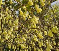 Corylopsis pauciflora - Schijnhazelaar pauciflora - 2
