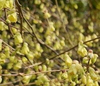 Corylopsis pauciflora - Schijnhazelaar pauciflora - 1