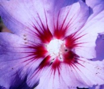 Hibiscus syriacus 