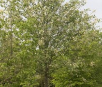 Prunus padus ‘Watereri’