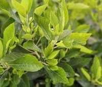 Clethra alnifolia 'Hummingbird' - Schijnsels 'Hummingbird' - 3