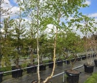 Betula pendula - Ruwe berk - half april 2025