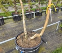 Betula pendula - Ruwe berk - 2
