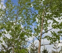 Betula pendula - Ruwe berk - 1