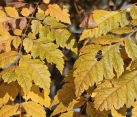 Koelreuteria paniculata - Chinese vernisboom - 1