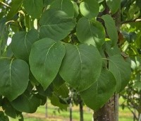 Syringa pekinensis 'China Snow' - Chinese sering 'China Snow' - 1