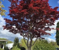 Acer palmatum 'Atropurpureum' - Japanse Esdoorn 'Atropurpureum' - 2