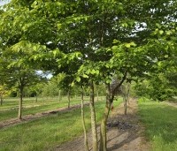 Carpinus betulus - Haagbeuk - 2