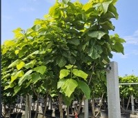 Catalpa bignonioides 'Aurea' - Gouden trompetboom - 1