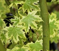 Acer platanoides 'Drummondii' - Gevlekte Noorse Esdoorn - 2