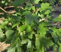 Acer x freemanii 'Autumn Blaze' - Acer x freemanii 'Autumn Blaze' (Jeffersred) - 3