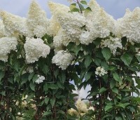 Hydrangea paniculata 'Vanille Fraise' - Pluimhortensia 'Vanille Fraise' - 1