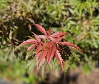Acer palmatum 'Jerre Schwartz' - Japanse Esdoorn 'Jerre Schwartz' - 2