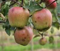 Malus dom. 'Gloster' - Malus dom. 'Gloster' - 1