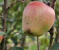 Malus dom. 'Gloster' - Malus dom. 'Gloster' - augustus 2024