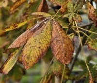 Aesculus pavia - Rode Pavia - herfstblad rode dwergkastanje