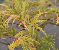 Acer palmatum 'Dissectum' - Japanse esdoorn 'Dissectum' - 1