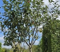 Malus dom. 'Sijden Hempje' - Malus dom. 'Sijden Hempje' - 5