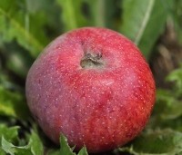 Malus dom. 'Sijden Hempje' - Malus dom. 'Sijden Hempje' - 6