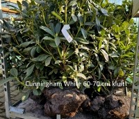 Rhododendron 'Cunningham's White' - Rododendron - 1