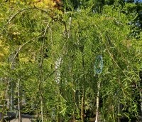 Caragana arborescens 'Pendula' - Erwtenstruik - 1