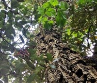 Quercus suber - Kurkeik - 1