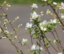 Exochorda