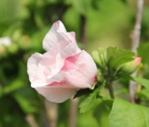 Hibiscus syriacus Mathilde