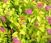 Spierstruik 'Golden Princess' - vakbeplanting met bloemen