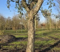 Quercus suber - Kurkeik - 4