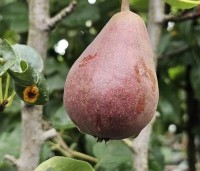 Pyrus com. 'Bonne Louise d'Avranches - Pyrus com. 'Bonne Louise d'Avranches - 4