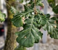 Quercus pubescens - Donzige eik - 5
