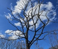 Gymnocladus dioica - Doodsbeenderenboom - 5