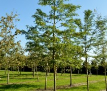 Gleditsia triachanthos 'Inermis'