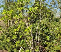 Staphylea